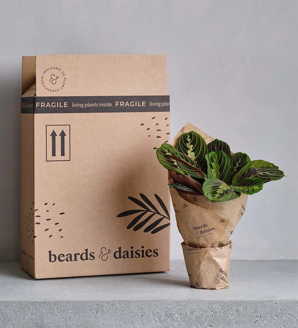 Houseplant Rescue Offer